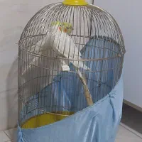 عروس هلندی بازی گوش وسخنگو|پرنده|صباشهر, |دیوار