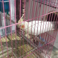 عروس نرو ماده