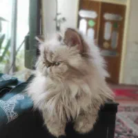 یک عدد گربه با نژاد هیمالین