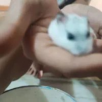 همستر ماده سه ماهه