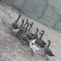 غاز و قوغاز|حیوانات مزرعه|سرعین, |دیوار