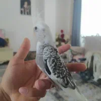 عروس هلندی بفروش میرسد