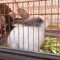 خرگوش مینیاتوری