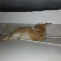 خرگوش‌لپخوشگل‌‌بامزه