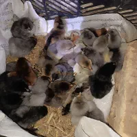 جوجه گلین ۱روزهه