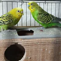 مرغ عشق یک جفت باقفس
