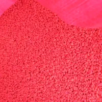 گندم کوهدشت.کود سفید و کودسیاه