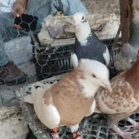 کفتر|پرنده|شیراز, شهرک زینبیه|دیوار