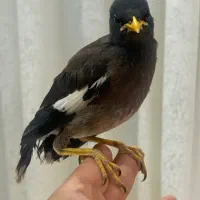 جوجه مینا