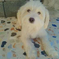 سگ پا کوتاه