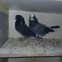 ۳ عددکبوتر|پرنده|ماهدشت, |دیوار