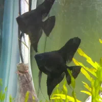 ماهی آنجل مشکی مولد