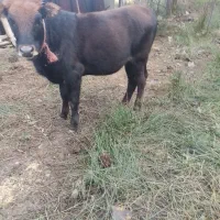 فروش گاو لیشه|حیوانات مزرعه|ماکلوان, |دیوار