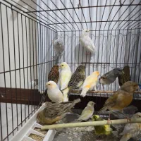 قناری نروماده15عددیجایی
