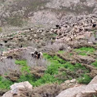 گوسفند بز بزغاله