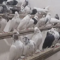 کبوتر خرید وفروش کفتر