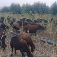 به یک چوپان برای کار دامداری نیازمندیم.