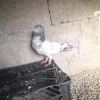 کبوتر کفتر|پرنده|ایرانشهر, |دیوار