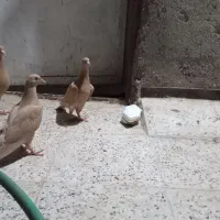 جوجه زرد کرمونی|پرنده|مشهد, شهید قربانی|دیوار