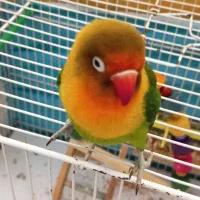 طوطی برزیلی