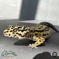 ماهی|ماهی|یزد, |دیوار