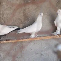 کبوتر|پرنده|باسمنج, |دیوار