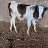 گوساله نر دورگ