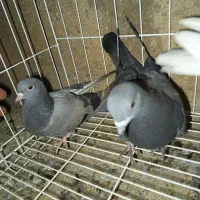 فروش کفتر کاشانی|پرنده|مسجد سلیمان, |دیوار