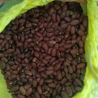 لوبیا قرمز مال امساله کیلو ۲۳۰هزار نزدیک یه تن