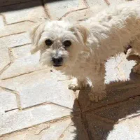 شیتزو تریر ماده