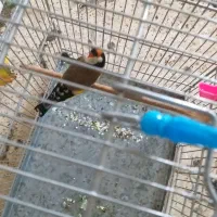 سهره دو ساله گل بلند و خوشگل