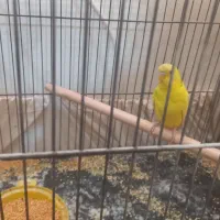 سلام مرغ عشق زرد