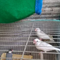 یک فنج نرگسی بالغ و دوتا جوجه دونخور|پرنده|تهران, شکیبا|دیوار