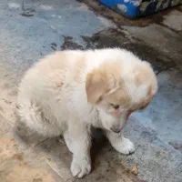 توله سگ نژاد اصیل