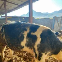 گوساله پرواری هرسین|حیوانات مزرعه|هرسین, |دیوار