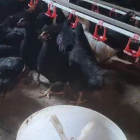 تاقچه جوجه گلپایگان مرغ خروس سیاه جهادی 4ماهه|حیوانات مزرعه|مشهد, ویلاشهر|دیوار