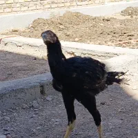 جوجه لاری