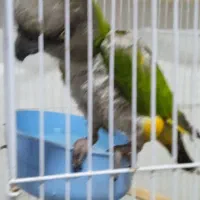 طوطی سنگال|پرنده|رباطکریم, رباطکریم|دیوار