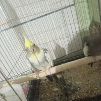 عروس هلندی