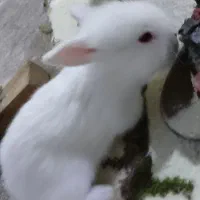 خرگوش لوپ نر و وماده