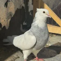 کبوتر ماده طوق الماسی (روانسر)