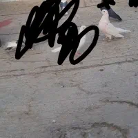 کبوتر گمشده|پرنده|پاکدشت, پاکدشت (مامازند)|دیوار