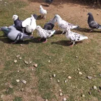 پرنده کبوتر