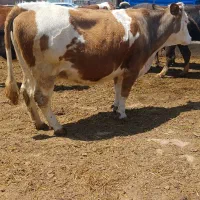 گاو.سیمنتال.