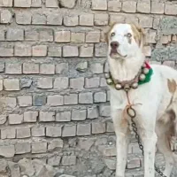 کوچوک 7ماهه
