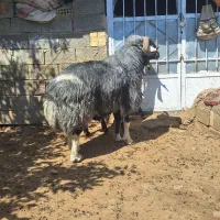 یک راس قوچ افشاری|حیوانات مزرعه|فریدونشهر, |دیوار