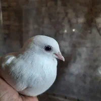 کبوتر و فنچ