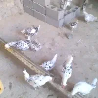 تخم مرغ گلین وخروس گلین|حیوانات مزرعه|گچی, |دیوار