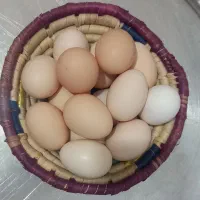 تخم مرغ محلی تازه