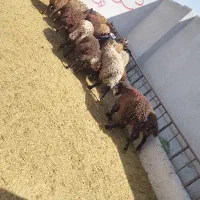 بره نر جوان افشاری